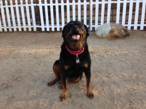 rottweiler limping