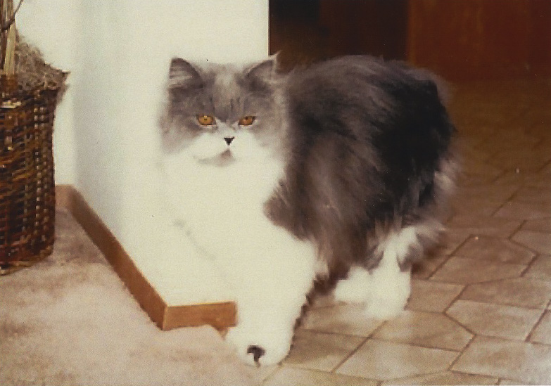 Traditional Persian Cat Pet Terrain